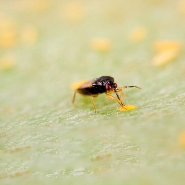 Orius Leavigatus Gegen Thripse Biologische Bekämpfung - Grow Billig