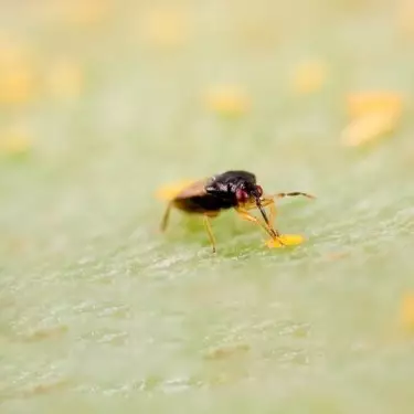 Orius Leavigatus Gegen Thripse Biologische Bekämpfung - Grow Billig