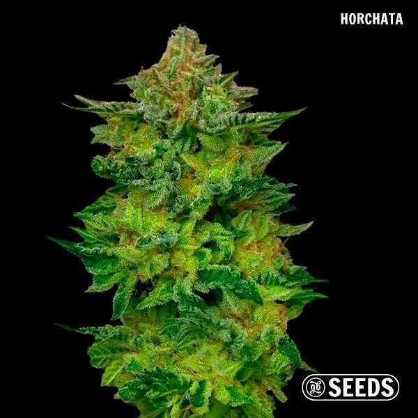 GB Seeds Box – GB The Green Brand