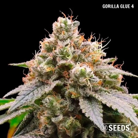 GB Seeds Box – GB The Green Brand