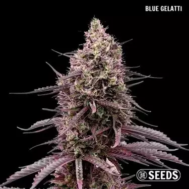 GB Seeds Box – GB The Green Brand