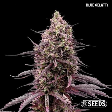 GB Seeds Box – GB The Green Brand