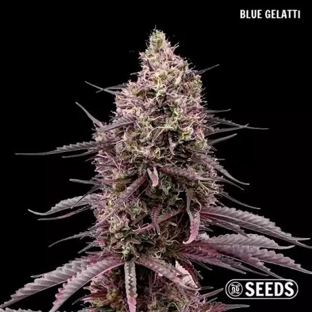 GB Seeds Box – GB The Green Brand