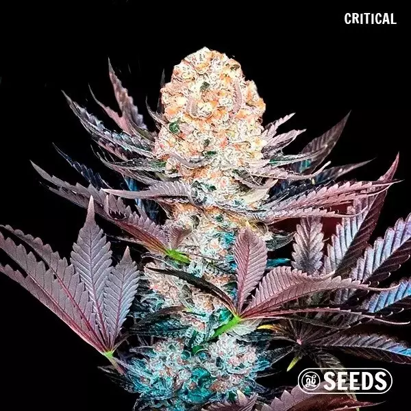 GB Seeds Box – GB The Green Brand