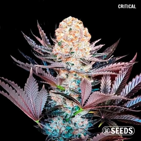 GB Seeds Box – GB The Green Brand