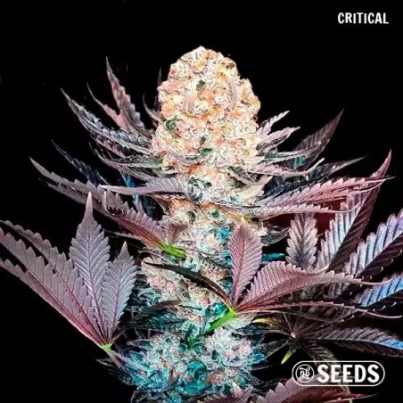 GB Seeds Box – GB The Green Brand