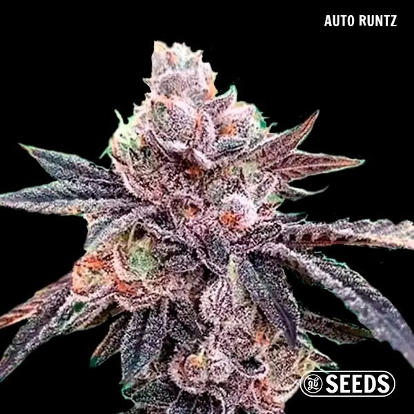 GB Seeds Box Auto - GB The Green Brand