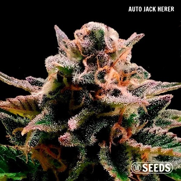GB Seeds Box Auto - GB The Green Brand