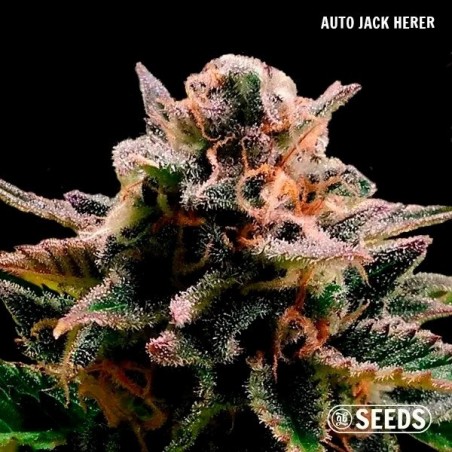 GB Seeds Box Auto - GB The Green Brand
