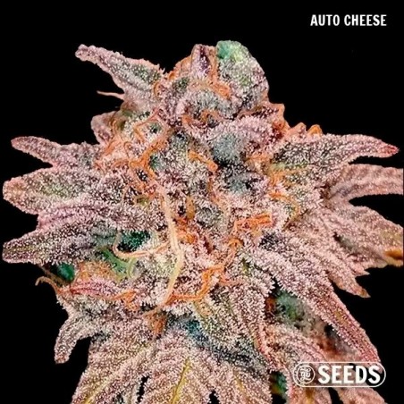 GB Seeds Box Auto - GB The Green Brand