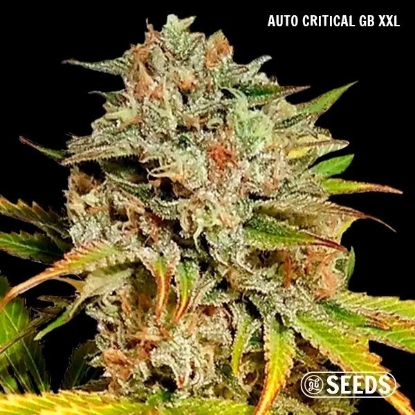 GB Seeds Box Auto - GB The Green Brand