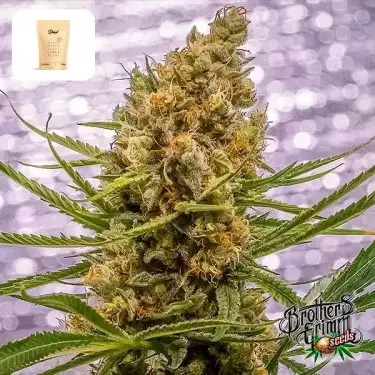 Ananaas XX von Brothers Grimm - GB The Green Brand