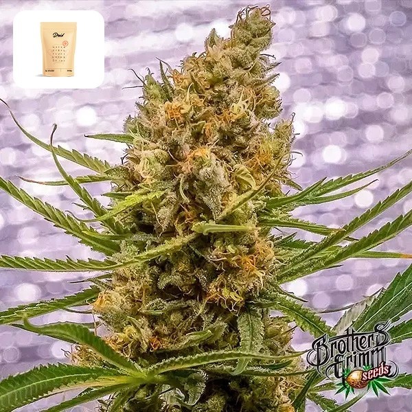 Pineapple XX von Brothers Grimm - GB The Green Brand