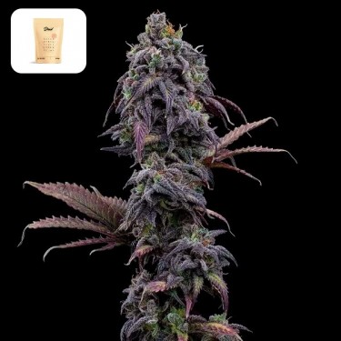 View Princess Haze XX von Brothers Grimm - GB The Green Brand