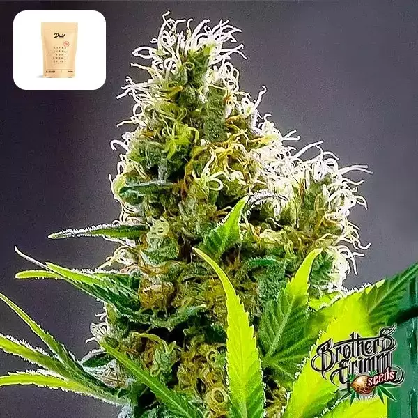 Apollo Haze Apollo Haze von Brothers Grimm Seeds - GB The Green Brand