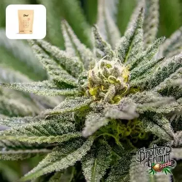 Killer Queen Regular von Brothers Grimm - GB The Green Brand