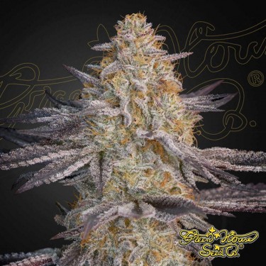 View Super Lemon Haze x RS11