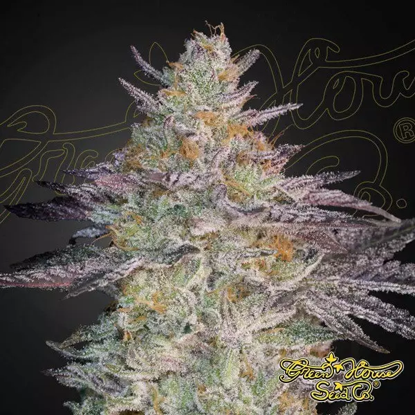 Sicht Super Lemon Haze x GMO