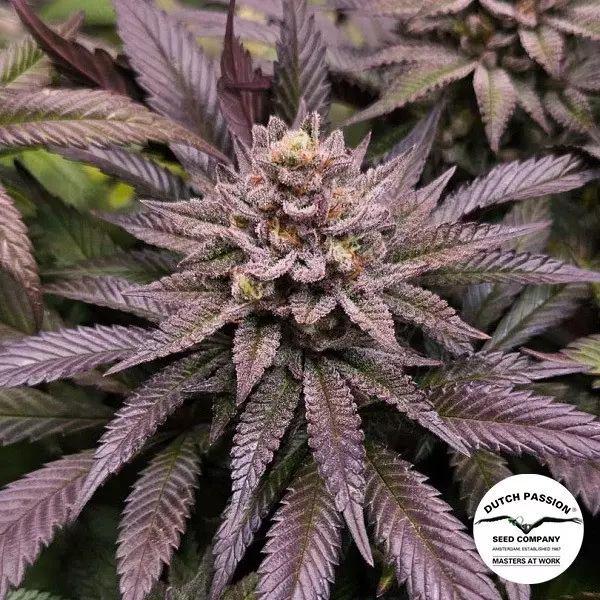 Sicht Orange Bud 2.0