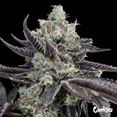 Tie Die - Cookies Seed Bank - GB The Green Brand