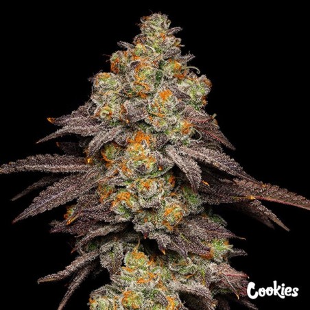 Big Z - Cookies Seed Bank - GB The Green Brand