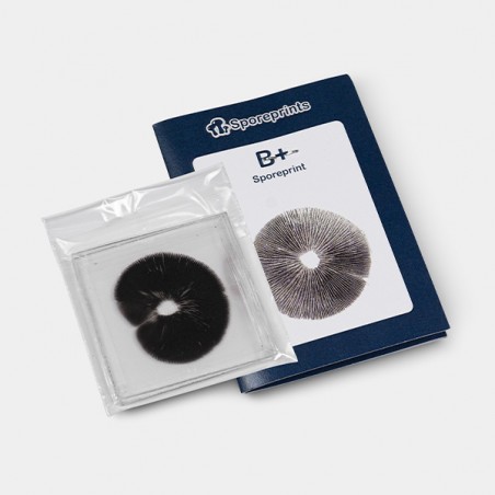 B+ Sporenabdruck