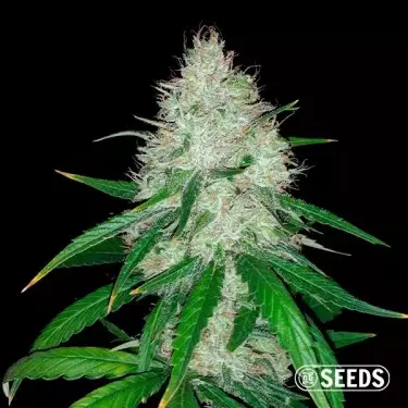 Auto Wedding Cake 100% Feminizada a granel - GB The Green Brand