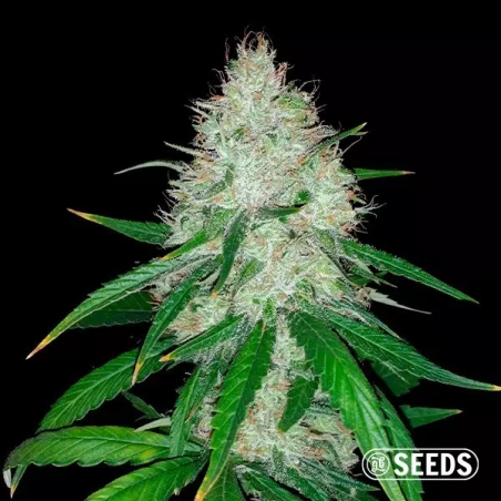 Auto Wedding Cake 100% Feminizada a granel - GB The Green Brand