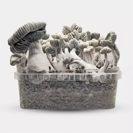 Jack Frost Pilzkultivierungs-Kit