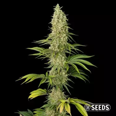 Super Silver Haze Samen - GB The Green Brand