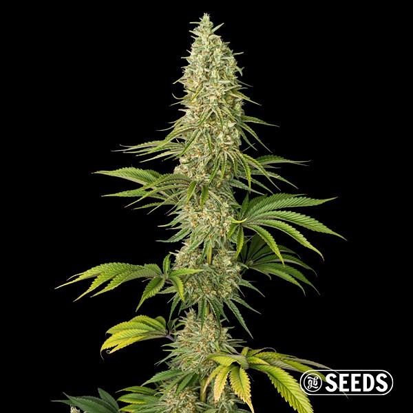 View Super Silver Haze