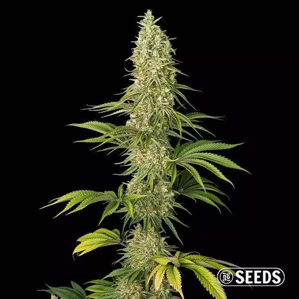 Sicht Super Silver Haze Samen - GB The Green Brand