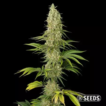Super Silver Haze Samen - GB The Green Brand