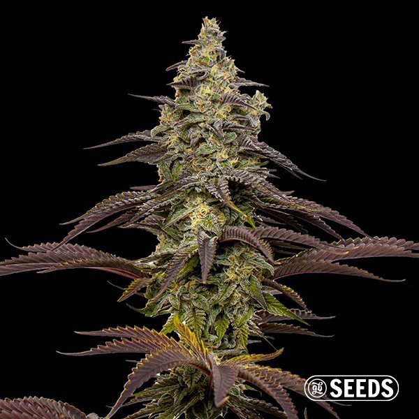 Animal Cookies Samen - GB The Green Brand