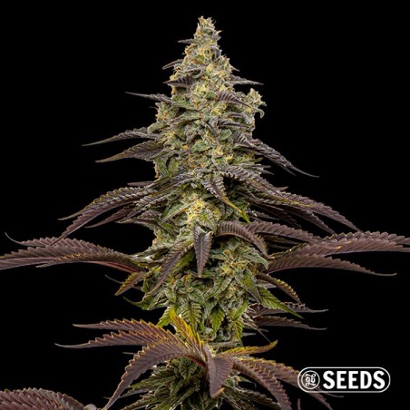 Animal Cookies Samen - GB The Green Brand