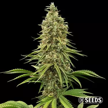 Rainbow Chip Samen - GB The Green Brand