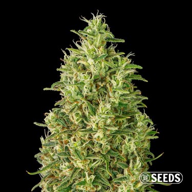 View Auto Super Silver Haze Samen - GB The Green Brand