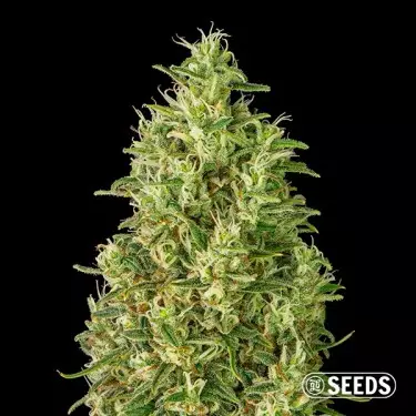 Auto Super Silver Haze Samen - GB The Green Brand