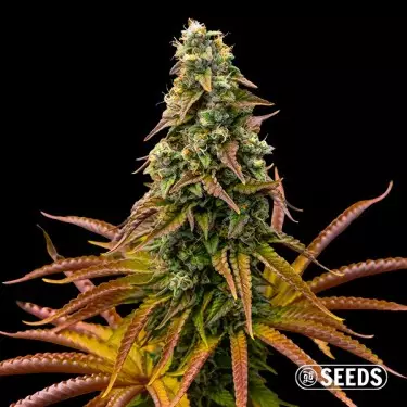 Auto Animal Cookies Samen - GB The Green Brand