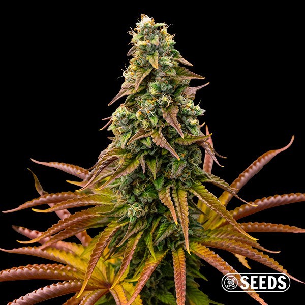 View Auto Animal Cookies Samen - GB The Green Brand