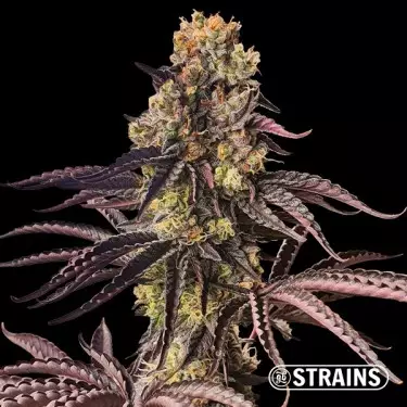 Feminisierte Samen Spritzer - GB The Green Brand