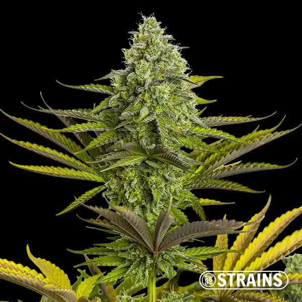 Sicht Auto Slapz Samen von GB Strains - GB The Green Brand