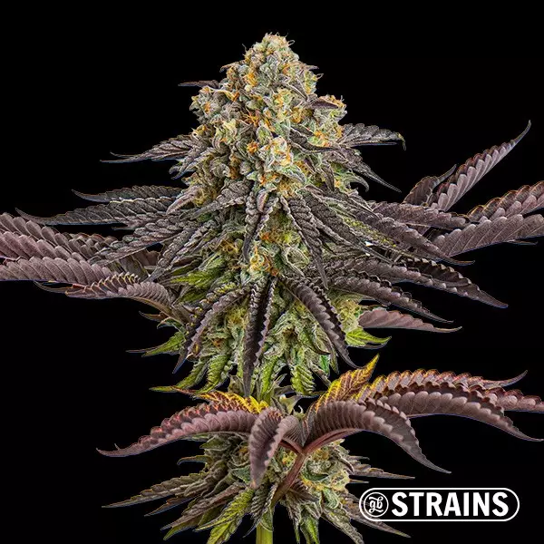 Sicht Auto Sangria Samen GB Strains - GB The Green Brand