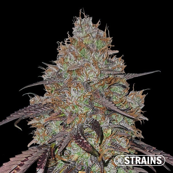 View Cereal Milk von GB Strains - GB The Green Brand