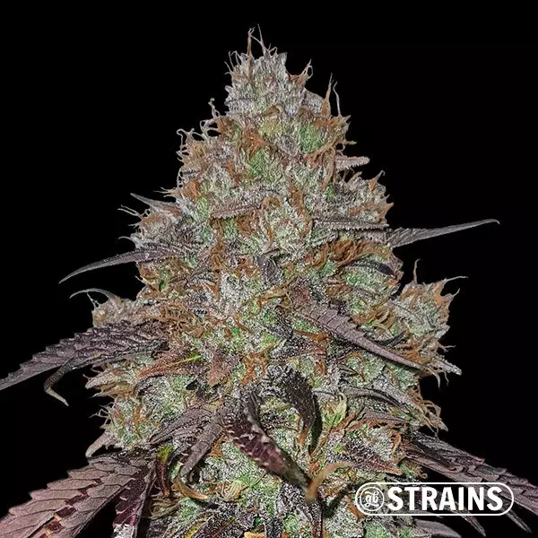 Cereal Milk von GB Strains - GB The Green Brand