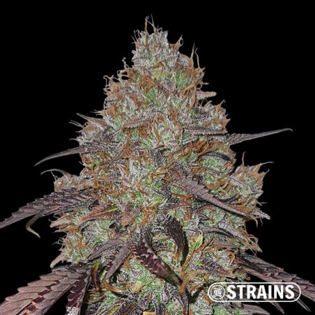 Cereal Milk von GB Strains - GB The Green Brand