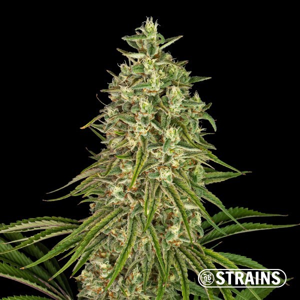 View Strawberry Sugar Candy von GB Strains - GB The Green Brand