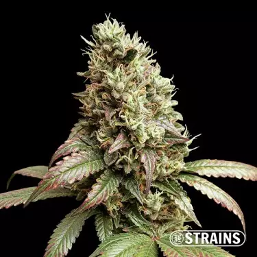 Wedding Poop Regular von GB Strains - GB The Green Brand