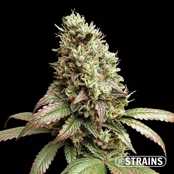Sicht Wedding Poop Regular von GB Strains - GB The Green Brand