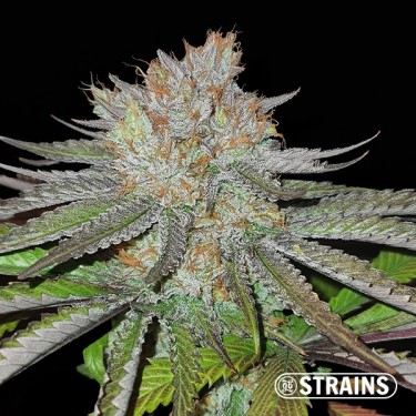 MAC BX1 Capulator Regular-Samen GB Strains - GB The Green Brand